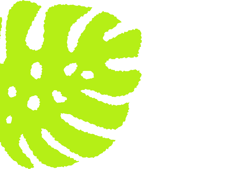 Cartoon illustrated light green monstera cheese plant leaf