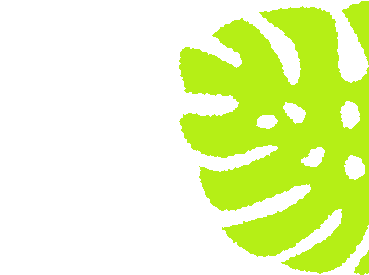 Cartoon illustrated light green monstera cheese plant leaf